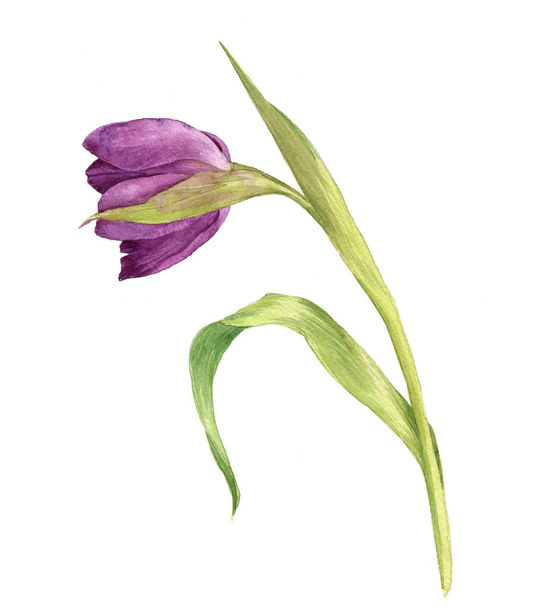 watercolor purple tulip - Фото, изображение