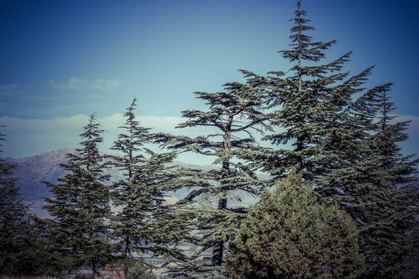 Lebanese cedar tree in the forest peak mountains - Photo, Image