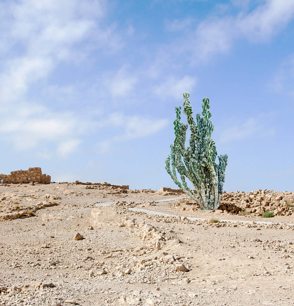 Chiudi u di cactus nel deserto
 - Foto, immagini
