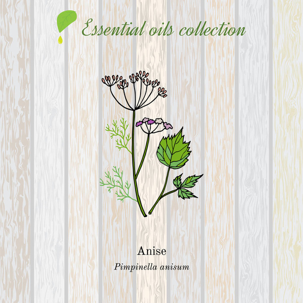 Anise, essential oil label, aromatic plant. - Вектор,изображение