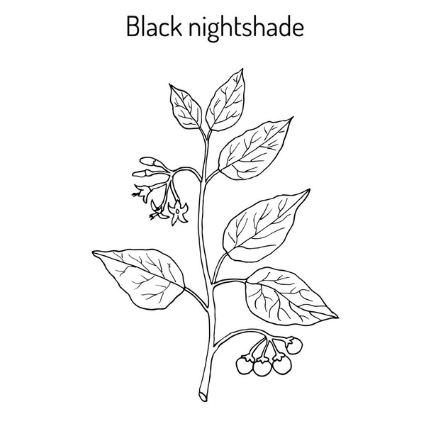 European black nightshade Solanum nigrum or duscle, garden huckleberry, petty morel, wonder berry, popolo - Vector, imagen