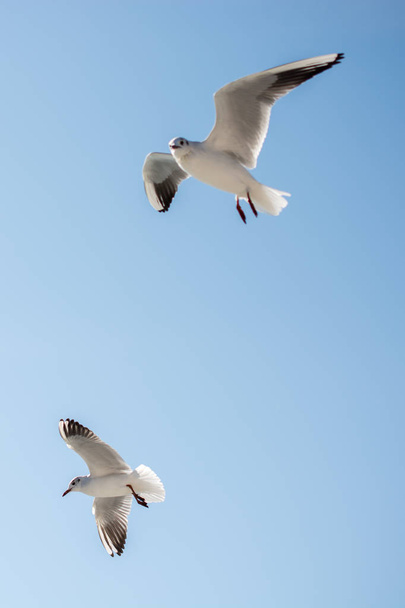 Par de gaviotas volando en el cielo sobre las aguas del mar
 - Foto, imagen