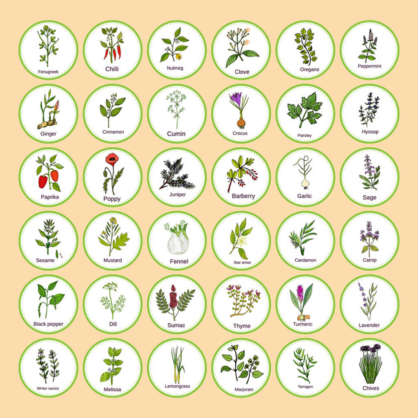 Hand drawn set of culinary herbs and spices - Vecteur, image
