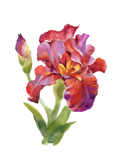 Watercolor  iris flower - Foto, afbeelding