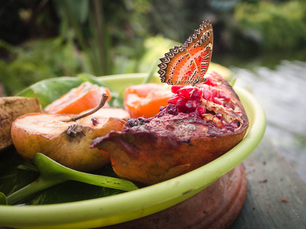 Метелик відпочиває на тарілці з фруктами в ботанічному саду
. - Фото, зображення