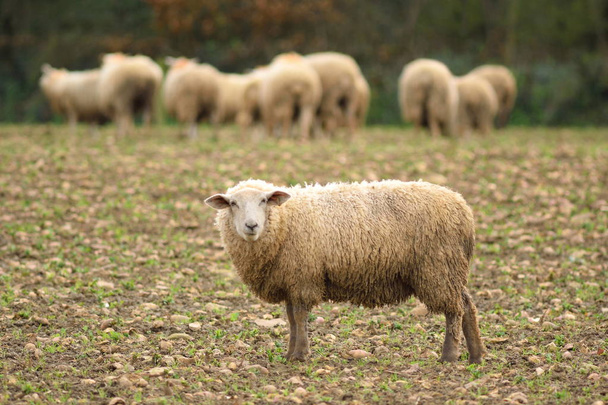 Стадо овец
 - Фото, изображение