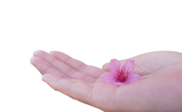 Fiore di ciliegio himalayano selvatico sulla mano della donna
  - Foto, immagini