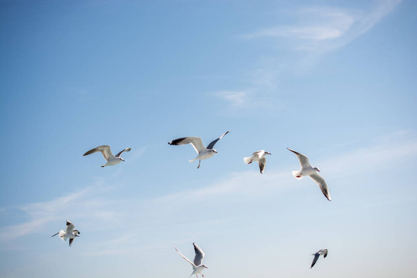 Merivesien yllä taivaalla lentävät lokit
 - Valokuva, kuva