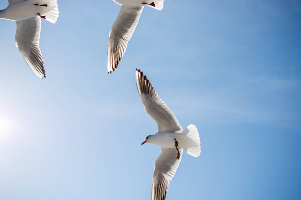 Mouettes volant dans le ciel au-dessus des eaux de la mer
 - Photo, image