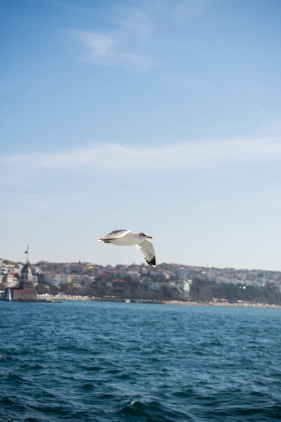 Seagulls fly in sky over the sea in Istanbul - Фото, зображення