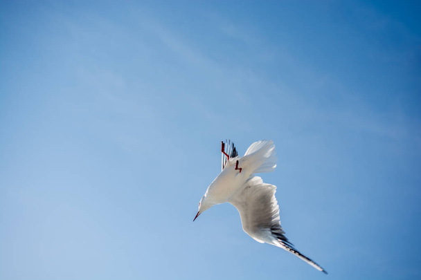 Racek letící v nebi nad vodami moře - Fotografie, Obrázek