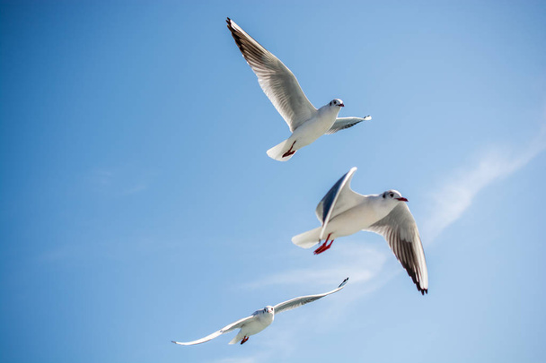 Deniz sular gökte uçan martılar - Fotoğraf, Görsel