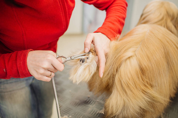 Yorkshire terrier with grooming master in salon - Fotoğraf, Görsel