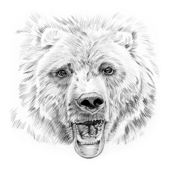 鉛筆の手によって描かれたクマの肖像画 - 写真・画像