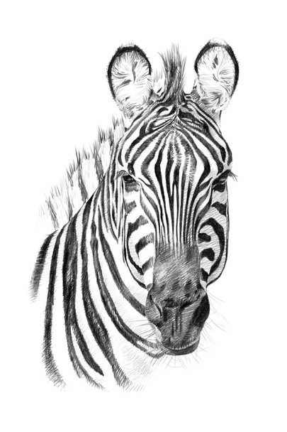 Portrait of zebra drawn by hand in pencil - Photo, Image