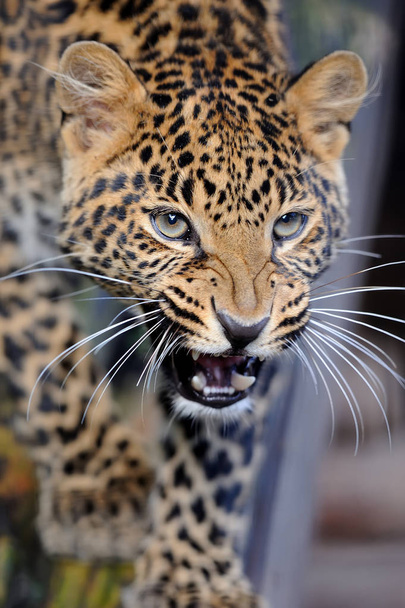 Ilustração raster de renderização 3d de predador de tigre closeup