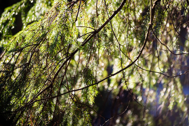 Bosque viejo con árboles cubiertos de musgo y rayos de sol
 - Foto, imagen