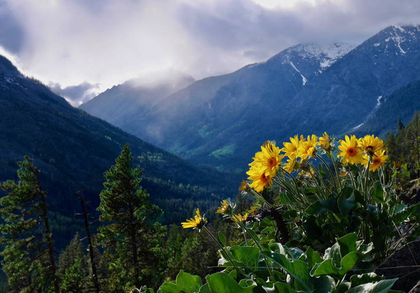 Arnica sunflowers in mountains. - Photo, Image