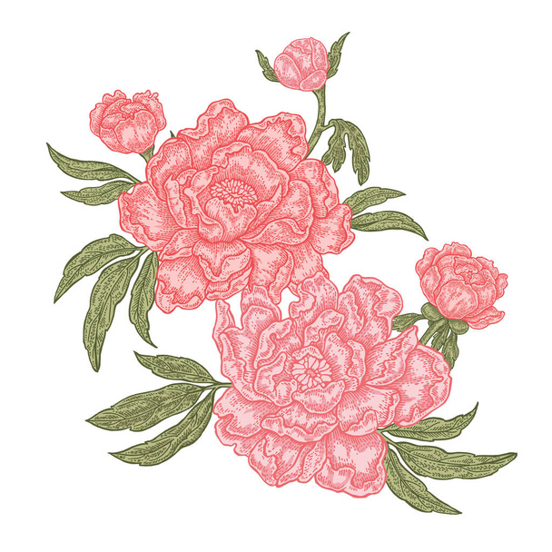 Hand drawn peony flowers isolated on white background. Vintage floral composition. Vector illustration - Vector, Image