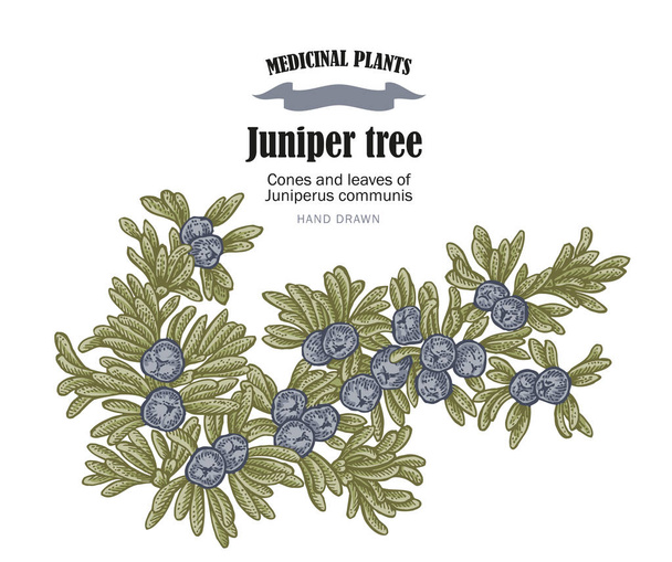 Juniper tree vectorillustratie. Kegels ans bladeren van jeneverbes. Hand getrokken geneeskrachtige planten - Vector, afbeelding