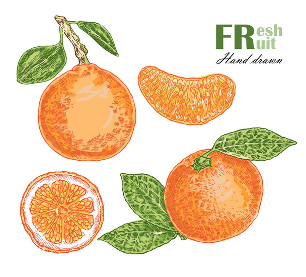 Πορτοκαλί που απομονώνονται σε λευκό φόντο. Σκίτσο εικονογράφηση διάνυσμα φρούτων - Διάνυσμα, εικόνα
