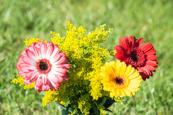 Barevné různě barevné Podzimní květiny - Fotografie, Obrázek