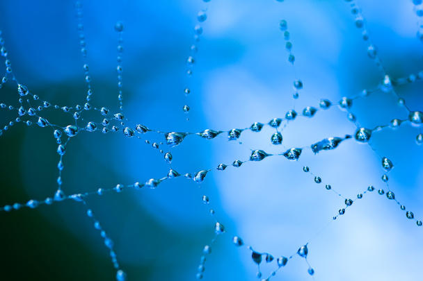Necklace. Morning dew on a web. - Fotoğraf, Görsel