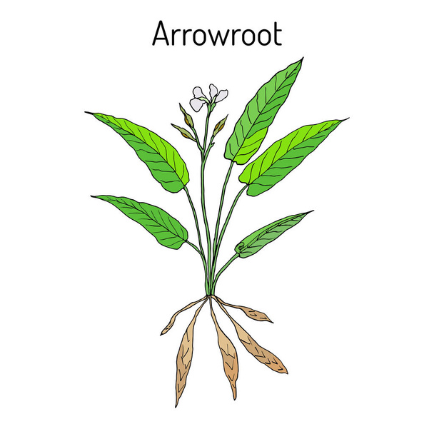 West Indian arrowroot Maranta arundinacea , or obedience plant, araru, ararao - Vektör, Görsel