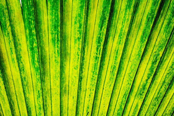 green palm tree leaf background - Photo, Image