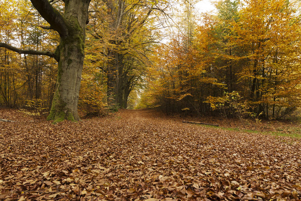 Autumn in the Netherlands. - Foto, imagen