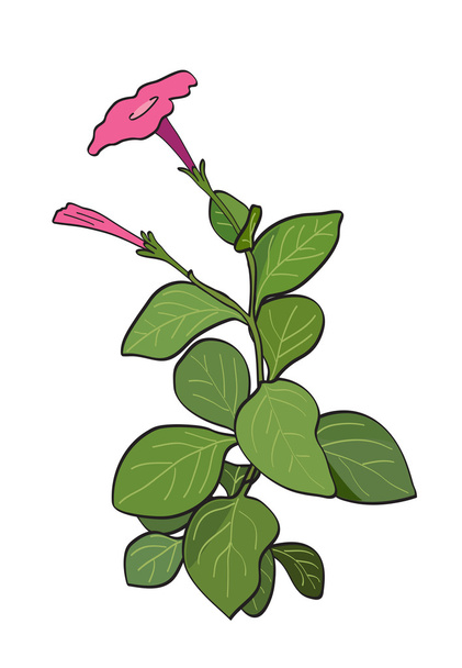 Flor de verano - petunia roja - vector
 - Vector, Imagen