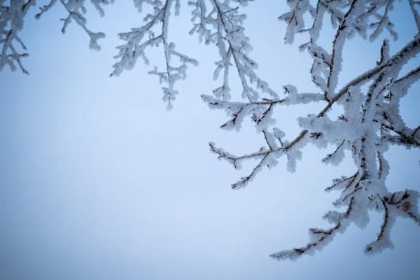Winter background with brunches in blue - Fotografie, Obrázek