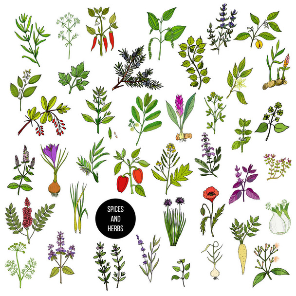Hand drawn set of culinary herbs and spices - ベクター画像