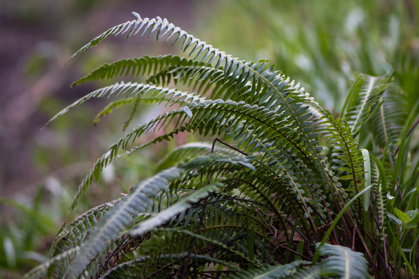 Hard-fern (Blechnum spicant) - Photo, Image
