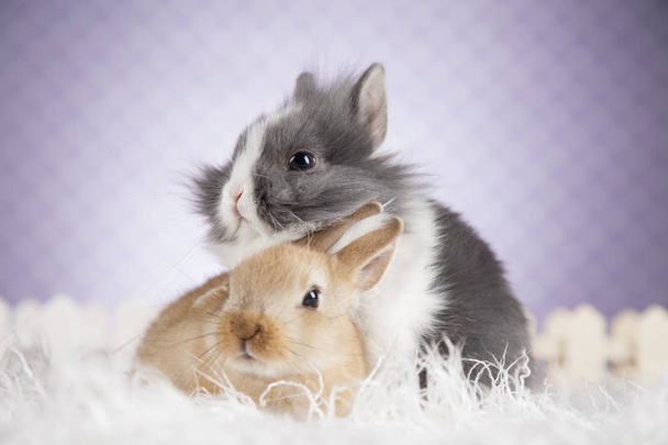 Кролика і Пасхальний заєць концепції - Фото, зображення