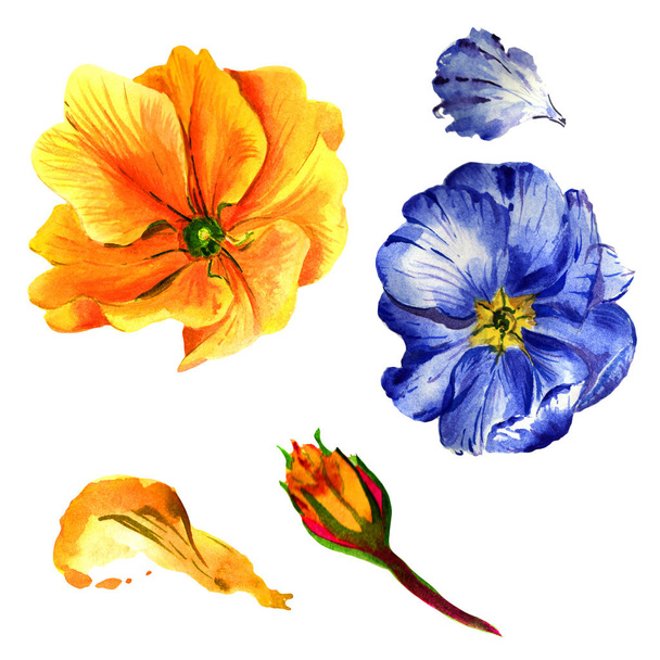 Wildflower primula bloem in een aquarel stijl geïsoleerd. - Foto, afbeelding