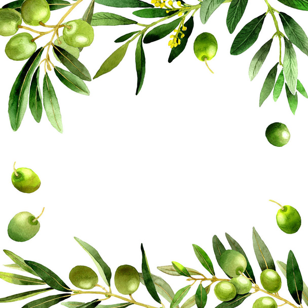 Olive tree frame in een aquarel stijl geïsoleerd. - Foto, afbeelding