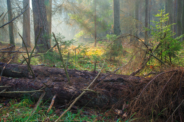 Manhã nebulosa outonal na floresta
 - Foto, Imagem