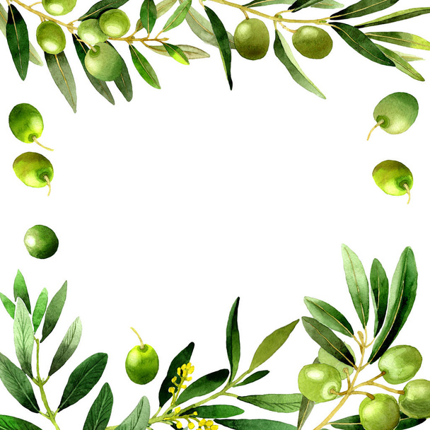 Olive tree frame in a watercolor style isolated. - Photo, image