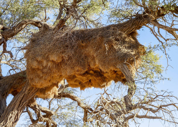 tecelões ninho na Namíbia
 - Foto, Imagem
