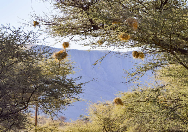 ninhos de pássaros em Namíbia
 - Foto, Imagem