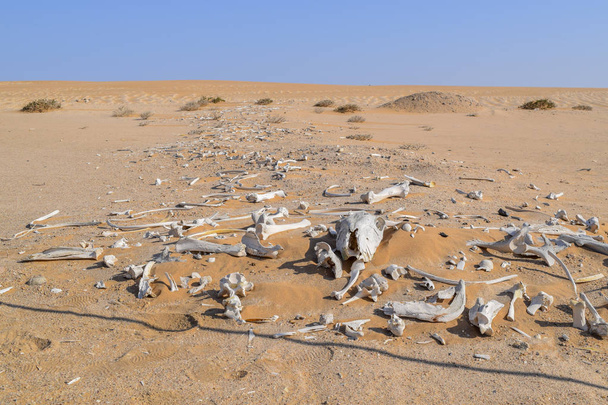 砂漠の動物の骨と - 写真・画像