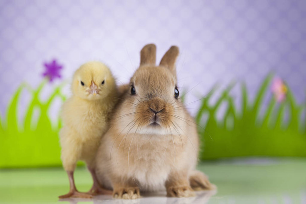 小さなヒヨコとウサギ  - 写真・画像