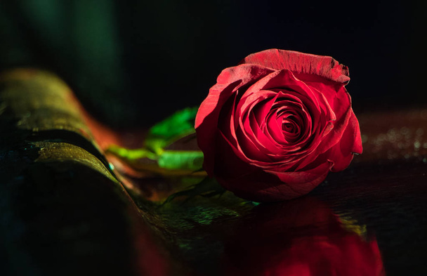 Single red rose on polished wood - Foto, Imagem