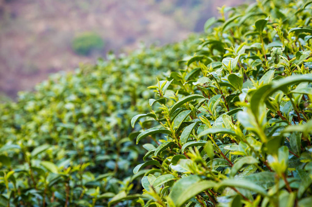 Fresh green tea leaves close up on highland - Foto, Imagem