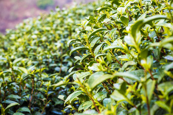 Fresh green tea leaves close up on highland - Zdjęcie, obraz