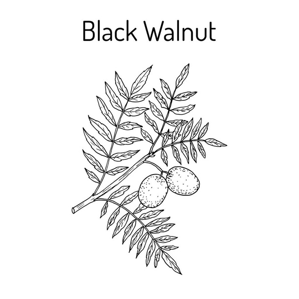 Eastern black walnut Juglans nigra - Vector, afbeelding
