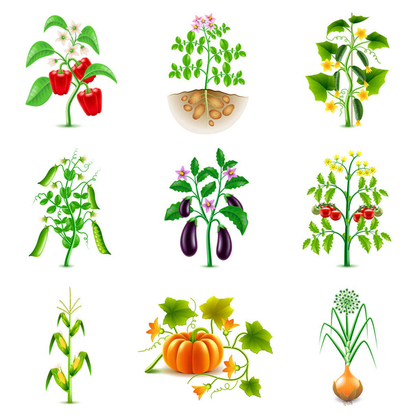 Growing agricultural plants icons vector set - Vector, Image