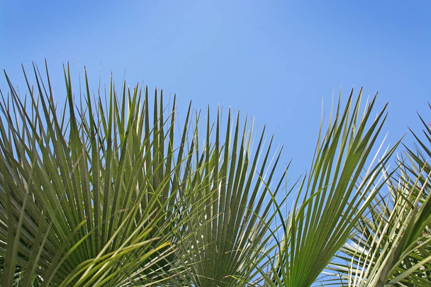 Hoja de palma verde
  - Foto, Imagen