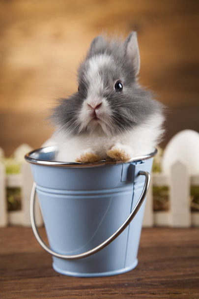 easter Animal , Baby bunny, egg   - Фото, зображення